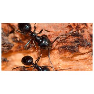 glaenzendschwarze_holzameise