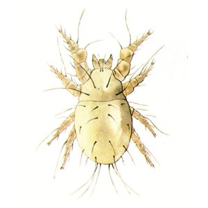 mehlmilbe
