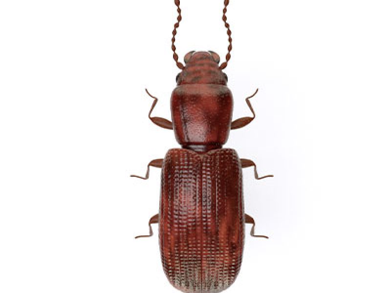 rotbrauner-leistenkopfplattkaefer